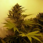 Hybrid cannabis leaf