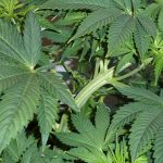 Indica cannabis plant leafs