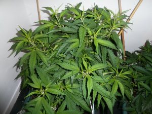 Ruderalis cannabis plants