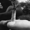 Cannabis spliff