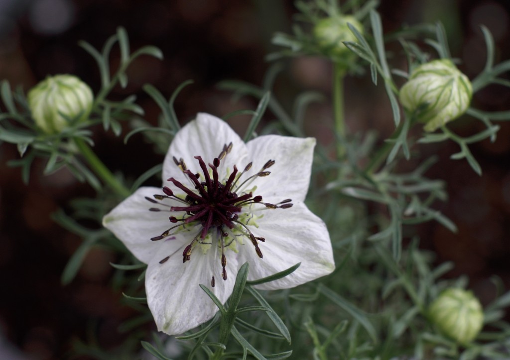 Nigella sativa flower