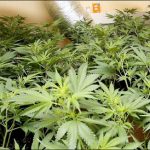 An indoor cannabis growr-oom.