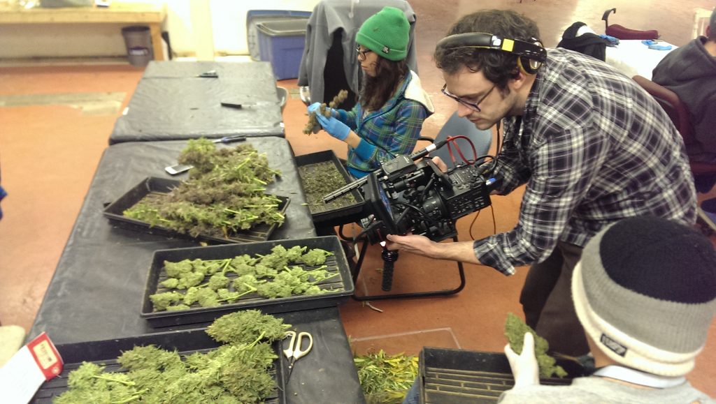 Dale Beaumont-Brown filming for GrassRoots, The Cannabis Revolution