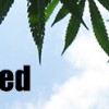 world-wide-weed